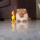 ...con su pollito...